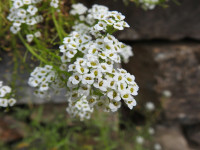 Lobularia maritima