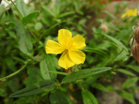 Ranunculus repens