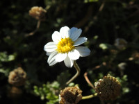 Anthemis maritima