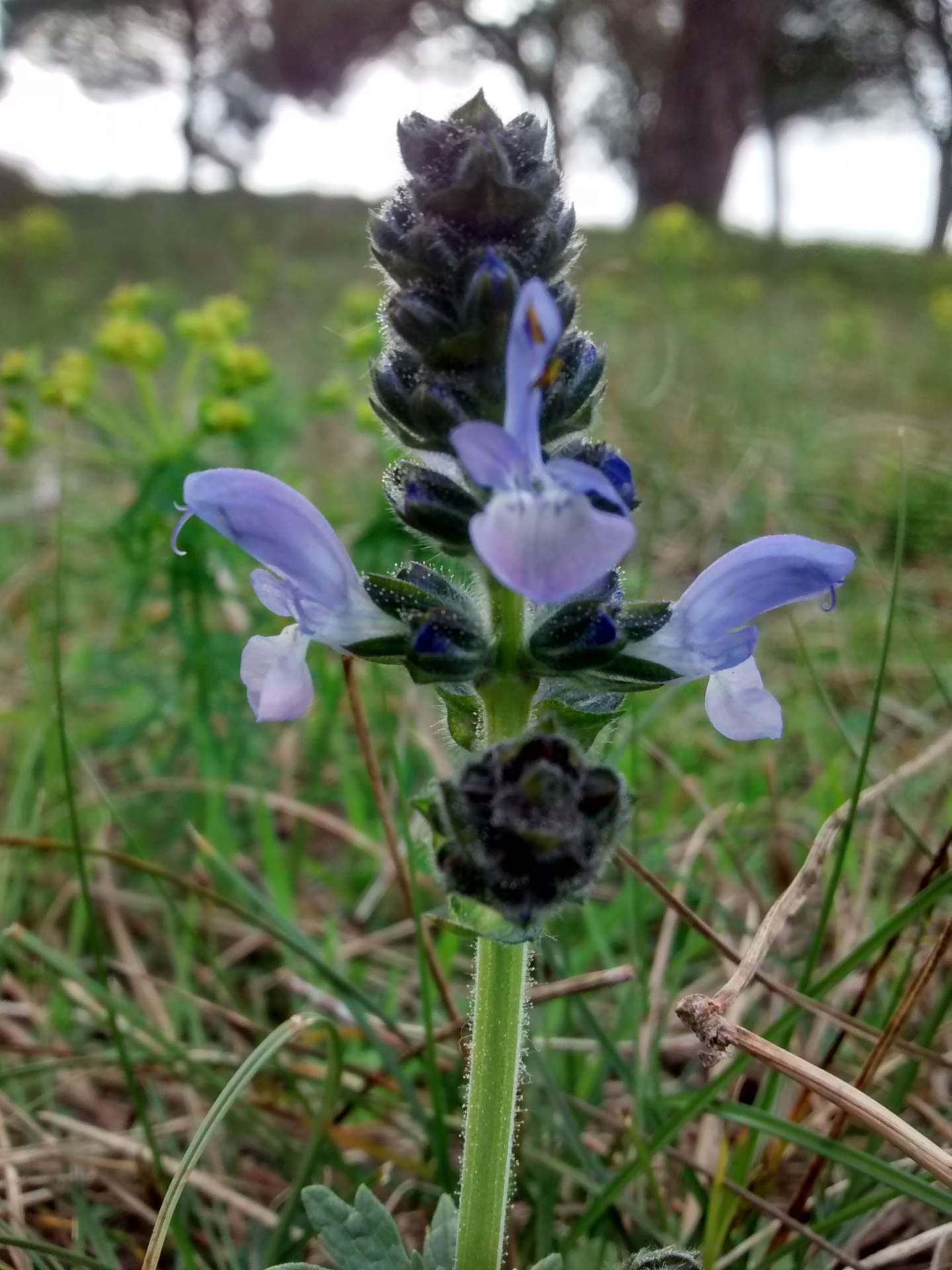 Salvia verbenaca