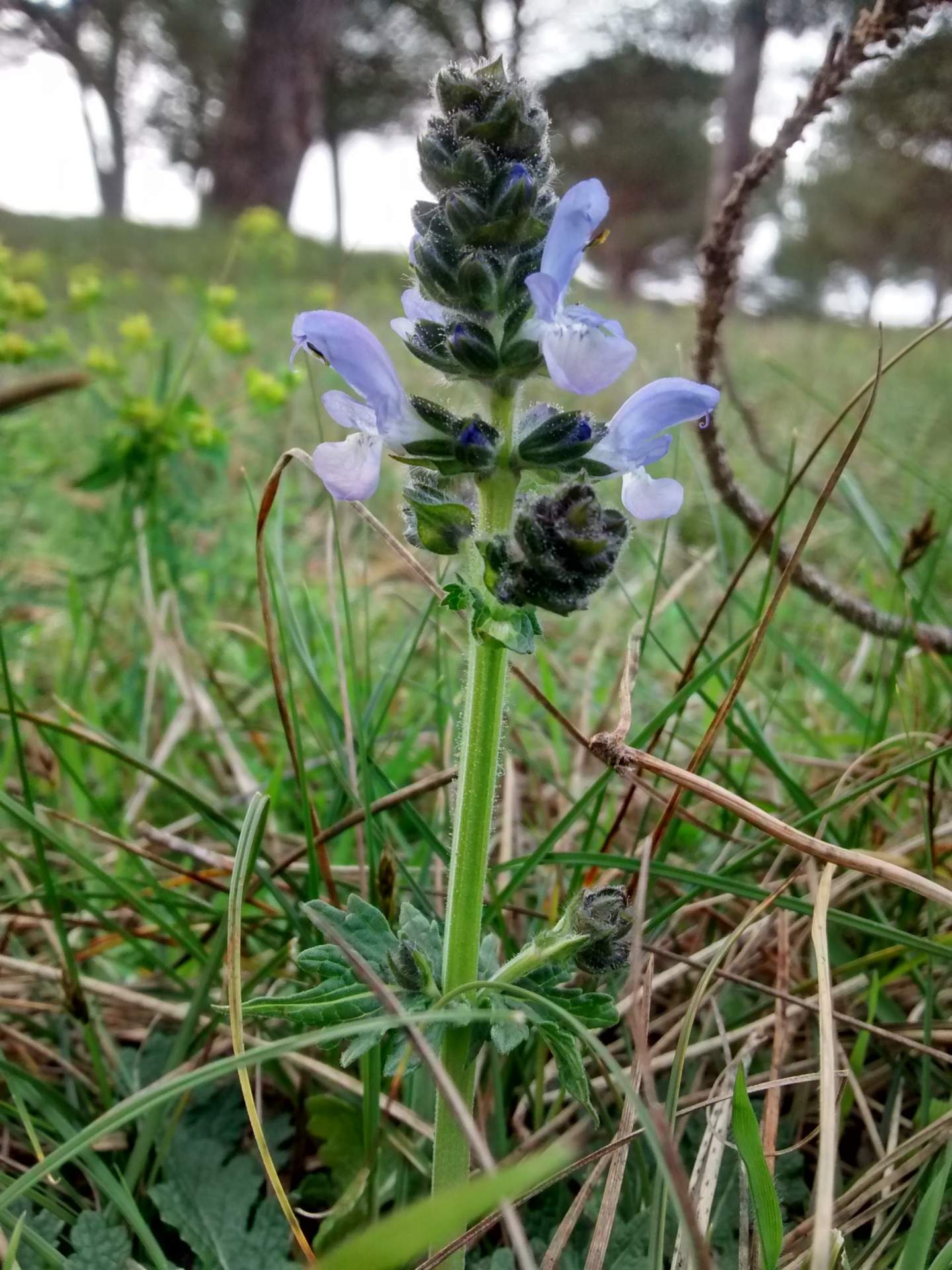 Salvia verbenaca
