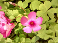 Oxalis debilis