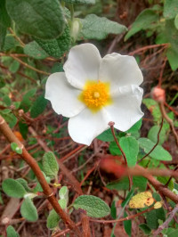 Cistus salviifolius