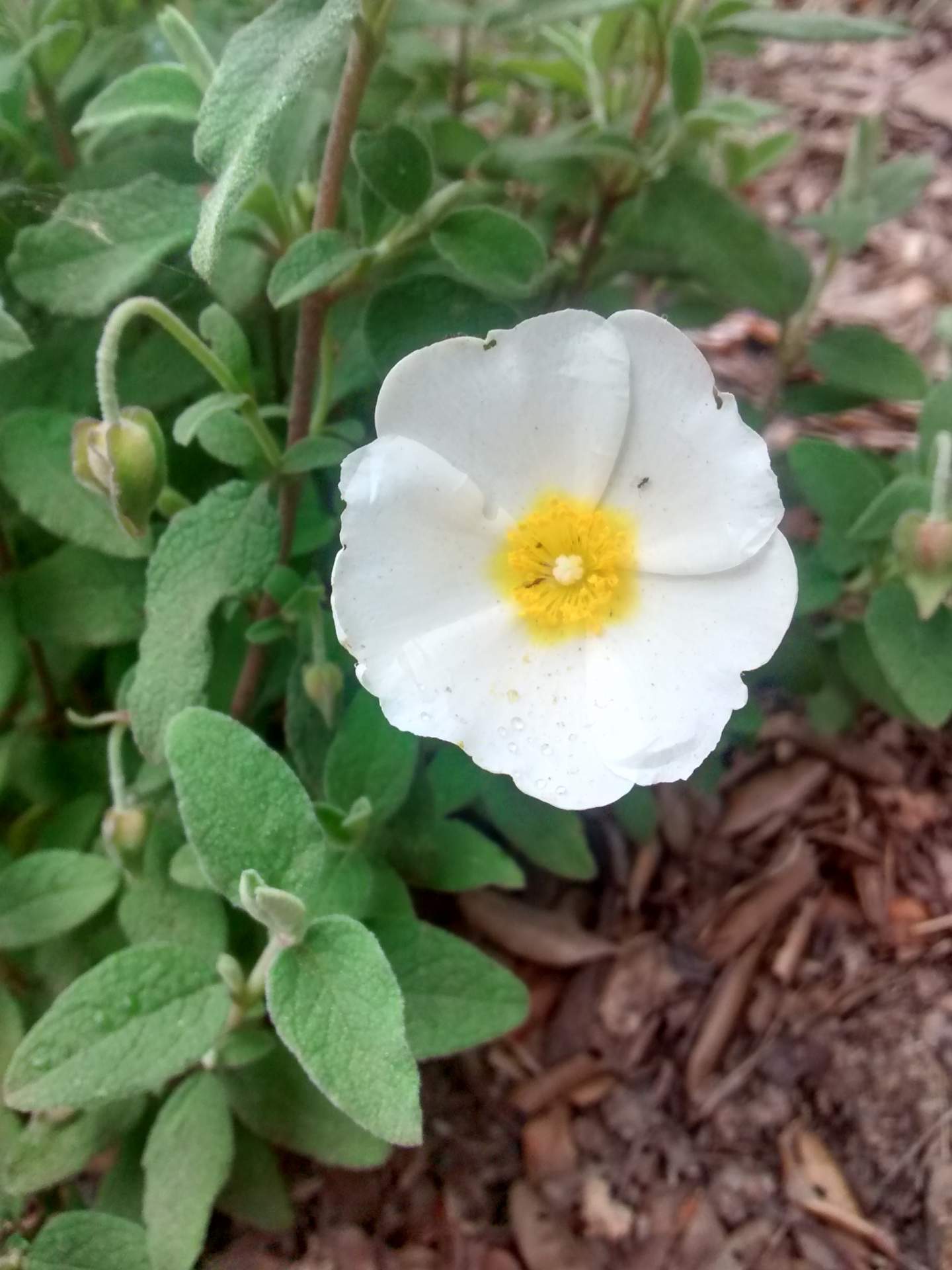 Cistus salviifolius