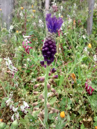 Muscari comosum