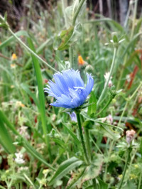 Cichorium intybus