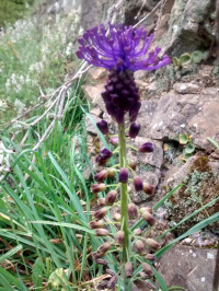 Muscari comosum