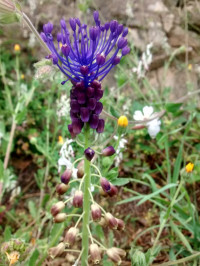 Muscari comosum