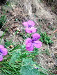Lunaria annua