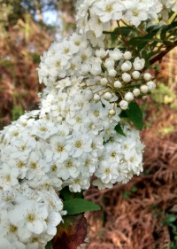 Viburnum lantana