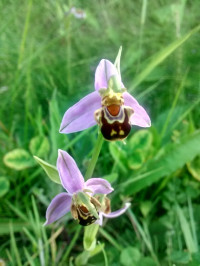 Ophrys apifera
