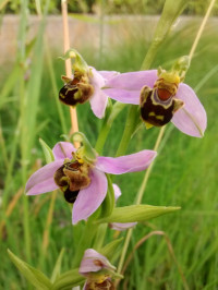 Ophrys apifera