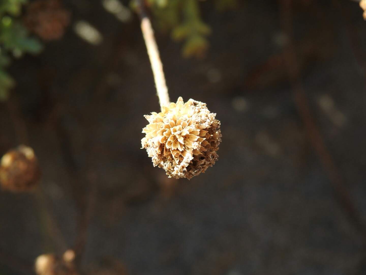 Anthemis maritima