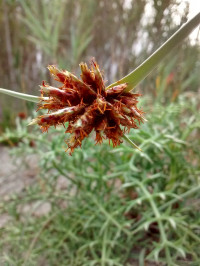 Cyperus capitatus