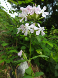 Saponaria officinalis