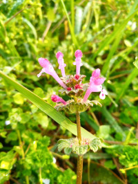 Lamium amplexicaule