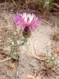 Centaurea calcitrapa