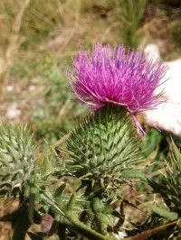 Cirsium vulgare