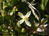 Clematis flammula