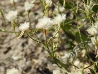 Clematis flammula