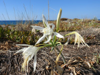 Pancratium maritimum