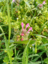 Lamium amplexicaule