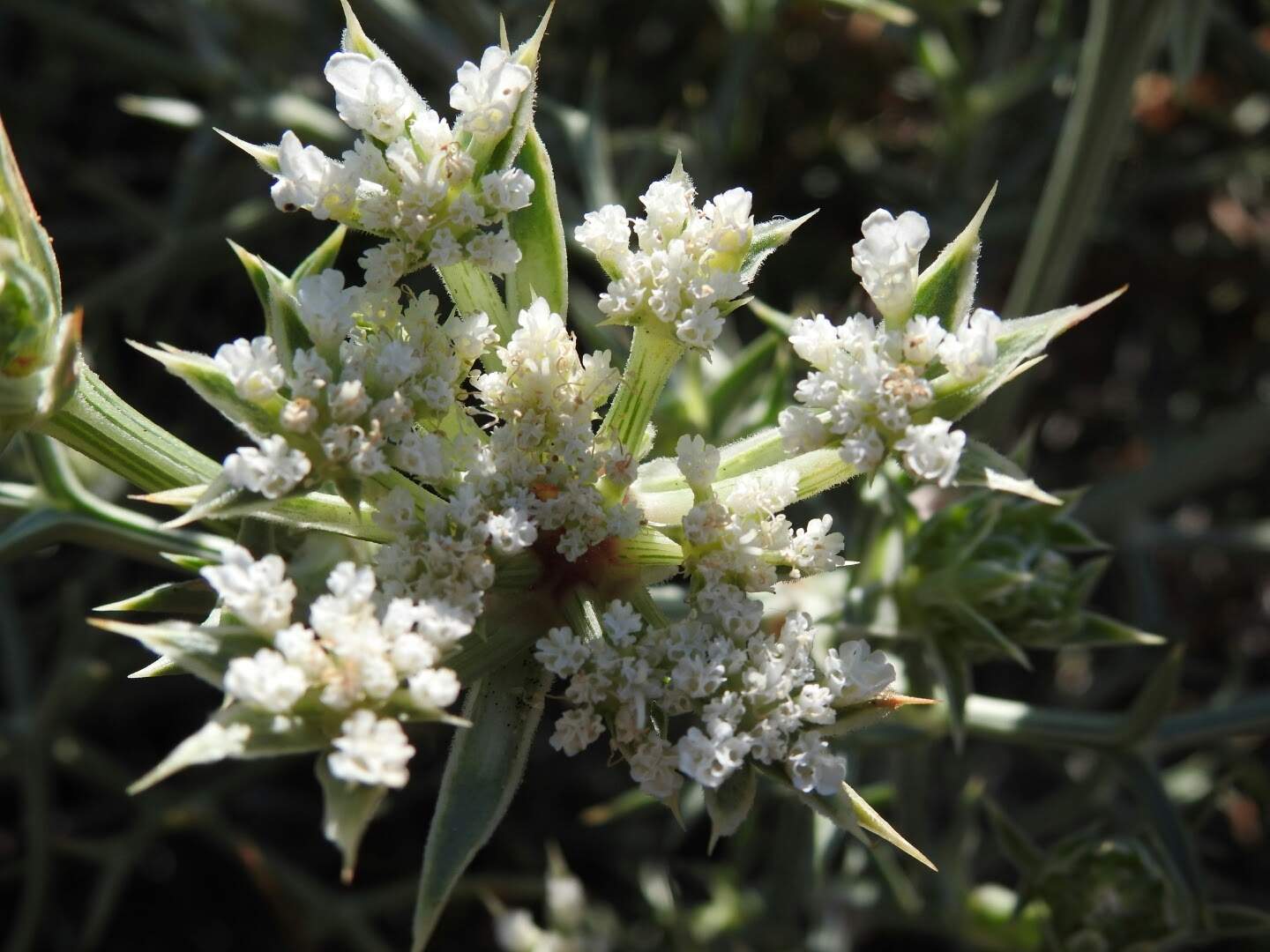 Echinophora spinosa