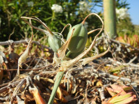 Pancratium maritimum