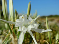 Pancratium maritimum