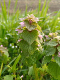Lamium purpureum