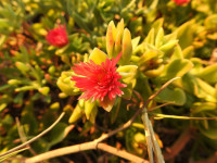 Mesembryanthemum cordifolium