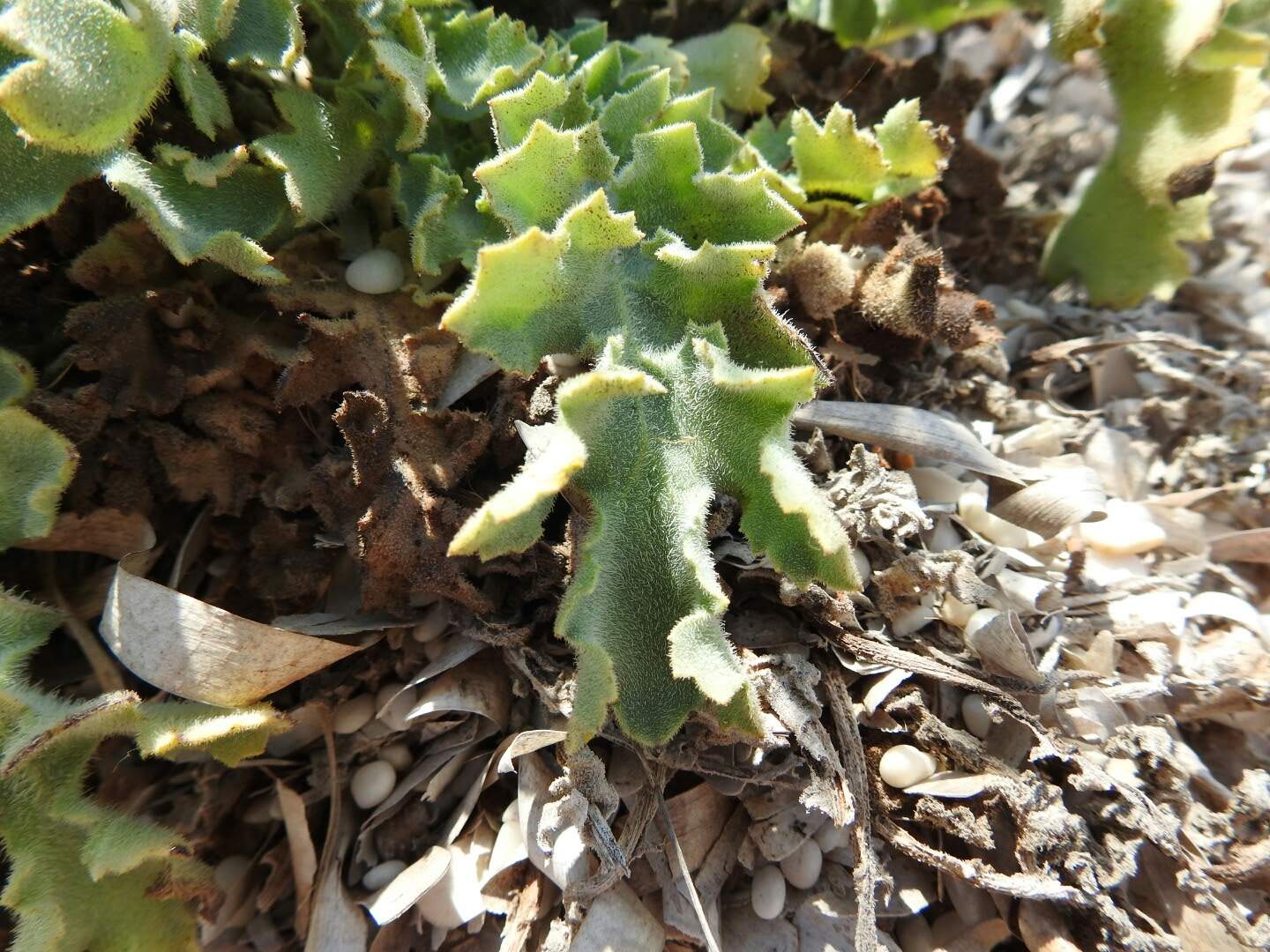 Glaucium flavum