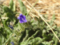 Echium arenarium