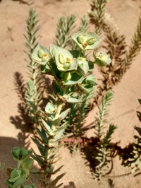 Euphorbia paralias