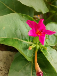 Mirabilis jalapa