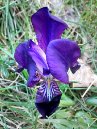 Iris germanica