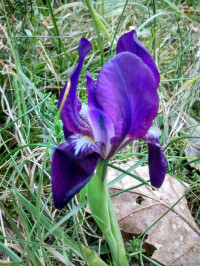 Iris germanica