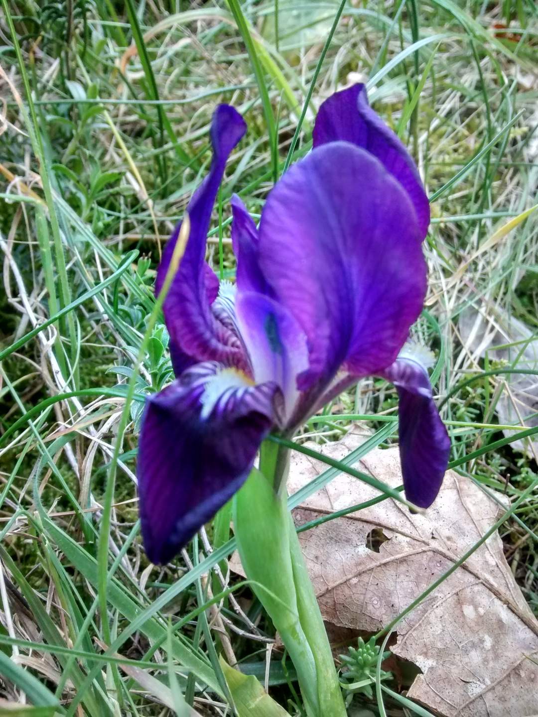Iris germanica