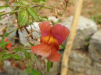 Antirrhinum majus