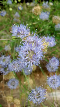 Jasione montana