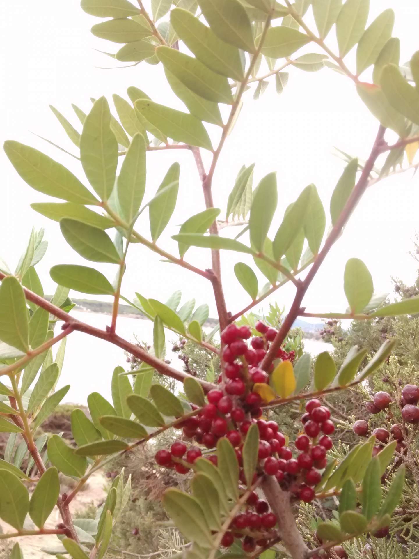 Pistacia lentiscus