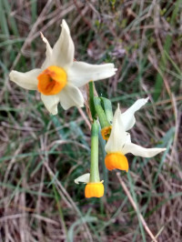 Narcissus tazetta