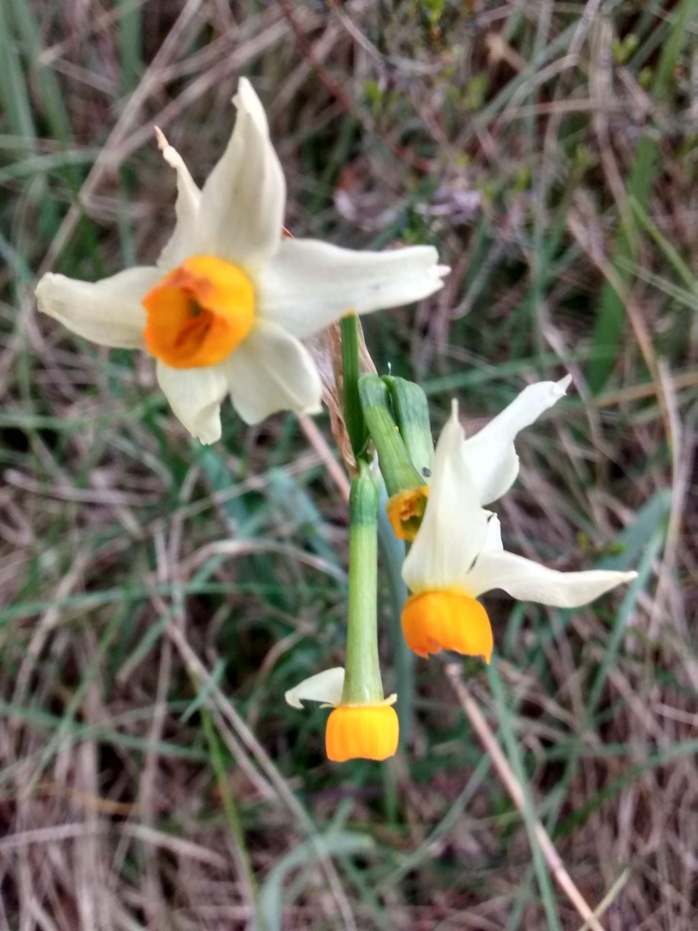 Narcissus tazetta