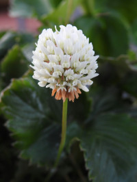 Trifolium hybridum