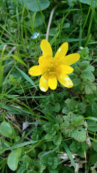Ficaria verna