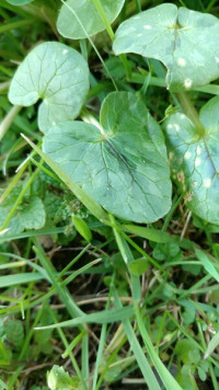 Ficaria verna