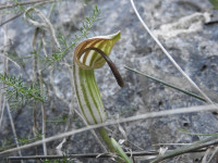 Arisarum vulgare