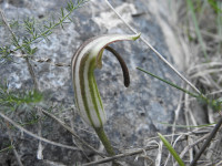Arisarum vulgare