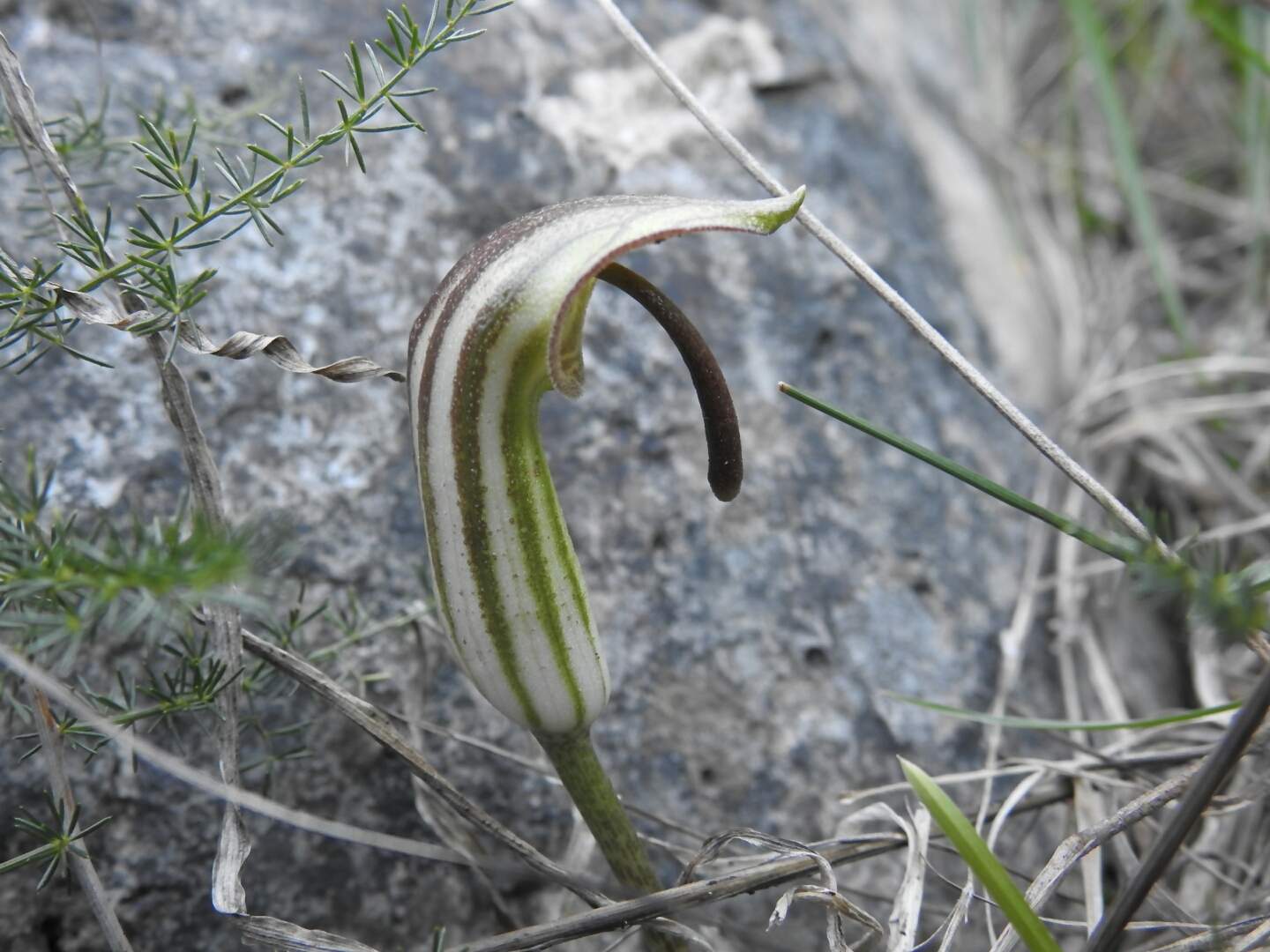 Arisarum vulgare