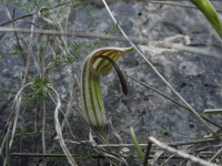 Arisarum vulgare